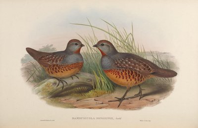 Bambusicola sonorivox = Bambusicola thoracicus sonorivox door John Gould